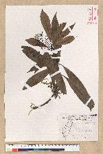 Machilus psendolongifolia Hayata 假長葉楠