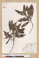 Machilus psendolongifolia Hayata 假長葉楠