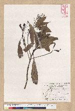 Machilus psendolongifolia Hayata 假長葉楠