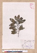 Cinnamomum japonicum Sieb. ex Nees 日本香桂
