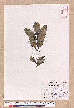 Cinnamomum japonicum Sieb. ex Nees 日本香桂