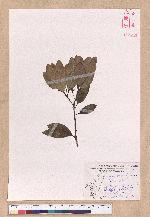 Cinnamomum japonicum Sieb. ex Nees 日本香桂