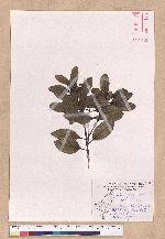 Cinnamomum japonicum Sieb. ex Nees 日本香桂
