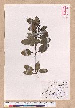 Cinnamomum japonicum Sieb. ex Nees 日本香桂