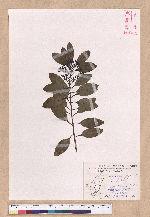 Cinnamomum japonicum Sieb. ex Nees 日本香桂