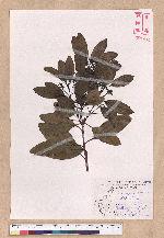 Cinnamomum japonicum Sieb. ex Nees 日本香桂