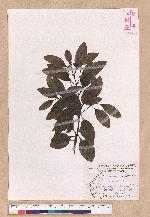 Cinnamomum japonicum Sieb. ex Nees 日本香桂