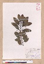 Cinnamomum japonicum Sieb. ex Nees 日本香桂