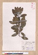 Cinnamomum japonicum Sieb. ex Nees 日本香桂