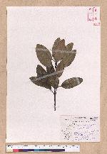 Cinnamomum japonicum Sieb. ex Nees 日本香桂