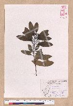 Cinnamomum japonicum Sieb. ex Nees 日本香桂