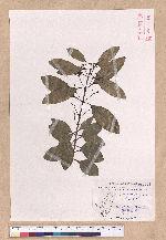 Cinnamomum japonicum Sieb. ex Nees 日本香桂