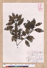 Cinnamomum japonicum Sieb. ex Nees 日本香桂