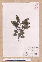 Cinnamomum japonicum Sieb. ex Nees 日本香桂