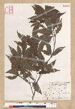 Neolitsea daibuensis Kamikoti 大武新木薑子