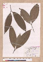 Cinnamomum austrosinense H. T. Chang 牡丹葉桂皮