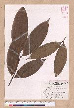 Cinnamomum austrosinense H. T. Chang 牡丹葉桂皮