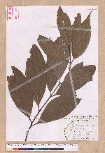 Cinnamomum austrosinense H. T. Chang 牡丹葉桂皮