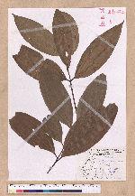 Cinnamomum austrosinense H. T. Chang 牡丹葉桂皮