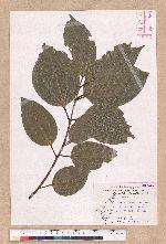 Cinnamomum kotoense Kanehira & Sasaki 蘭嶼肉桂