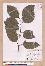 Cinnamomum kotoense Kanehira & Sasaki 蘭嶼肉桂