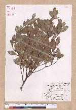 Cinnamomum reticulatum Hayata 土樟