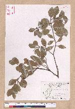 Cinnamomum reticulatum Hayata 土樟
