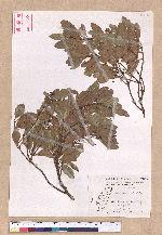 Cinnamomum reticulatum Hayata 土樟