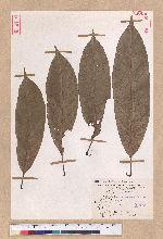 Pasania harlandii (Hance) Oersted 短尾柯