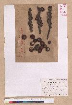 Pasania harlandii (Hance) Oersted 短尾柯
