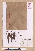 Pasania synbalanos (Hance) Schottky 菱果石櫟