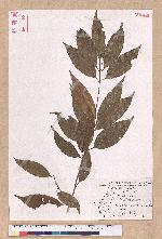 Cinnamomum insulari-montanum Hayata 山肉桂(台灣肉桂)