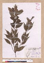 Cinnamomum insulari-montanum Hayata 山肉桂(台灣肉桂)
