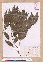 Cinnamomum insulari-montanum Hayata 山肉桂(台灣肉桂)