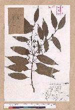 Cinnamomum insulari-montanum Hayata 山肉桂(台灣肉桂)