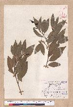Cinnamomum macrostemon Hayata 胡氏肉桂