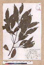Cinnamomum macrostemon Hayata 胡氏肉桂