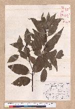 Cinnamomum macrostemon Hayata 胡氏肉桂