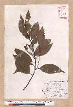 Cinnamomum macrostemon Hayata 胡氏肉桂