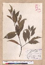 Cinnamomum macrostemon Hayata 胡氏肉桂