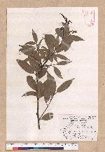 Cinnamomum macrostemon Hayata 胡氏肉桂