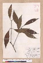 Cinnamomum macrostemon Hayata 胡氏肉桂