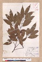 Cinnamomum macrostemon Hayata 胡氏肉桂