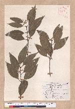 Cinnamomum macrostemon Hayata 胡氏肉桂