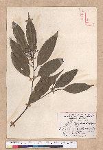 Cinnamomum macrostemon Hayata 胡氏肉桂