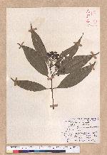 Cinnamomum macrostemon Hayata 胡氏肉桂