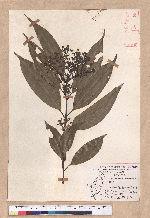 Cinnamomum macrostemon Hayata 胡氏肉桂