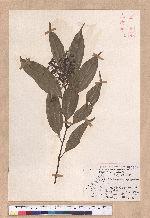 Cinnamomum macrostemon Hayata 胡氏肉桂