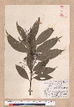 Cinnamomum macrostemon Hayata 胡氏肉桂