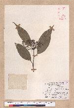 Cinnamomum macrostemon Hayata 胡氏肉桂